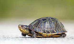 wildlife photography of tortoise